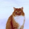 mrcodecat
